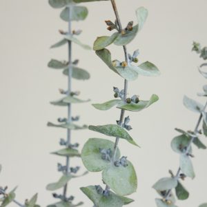 Eukalypthus