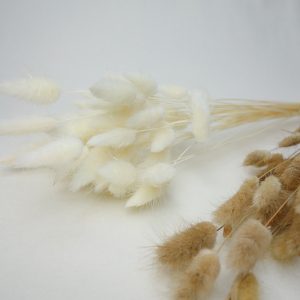 Lagurus