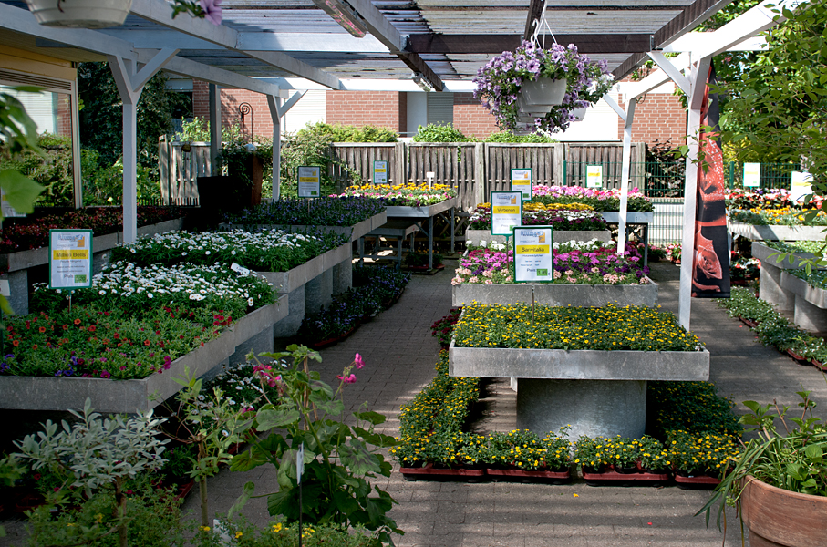 sommerblumen_600