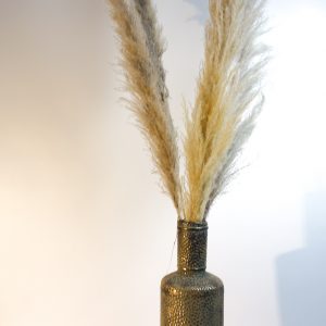 Pampasgras 120 cm