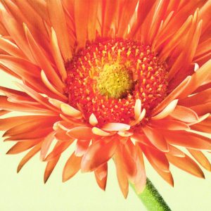 Glückwunschkarte Neutral Gerbera orange
