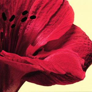 Glückwunschkarte Neutral Amaryllis