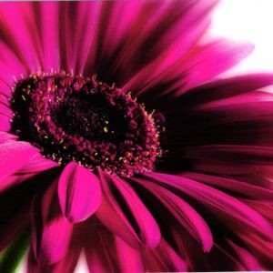 Glückwunschkarte Neutral Gerbera pink
