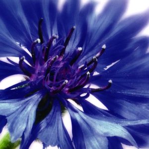 Glückwunschkarte Neutral Kornblume