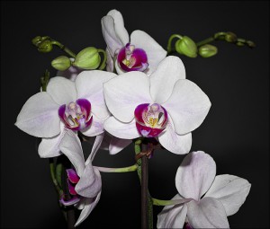 orchidee 800